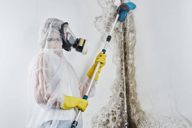 Best Mold Damage Repair  in Grifton, NC